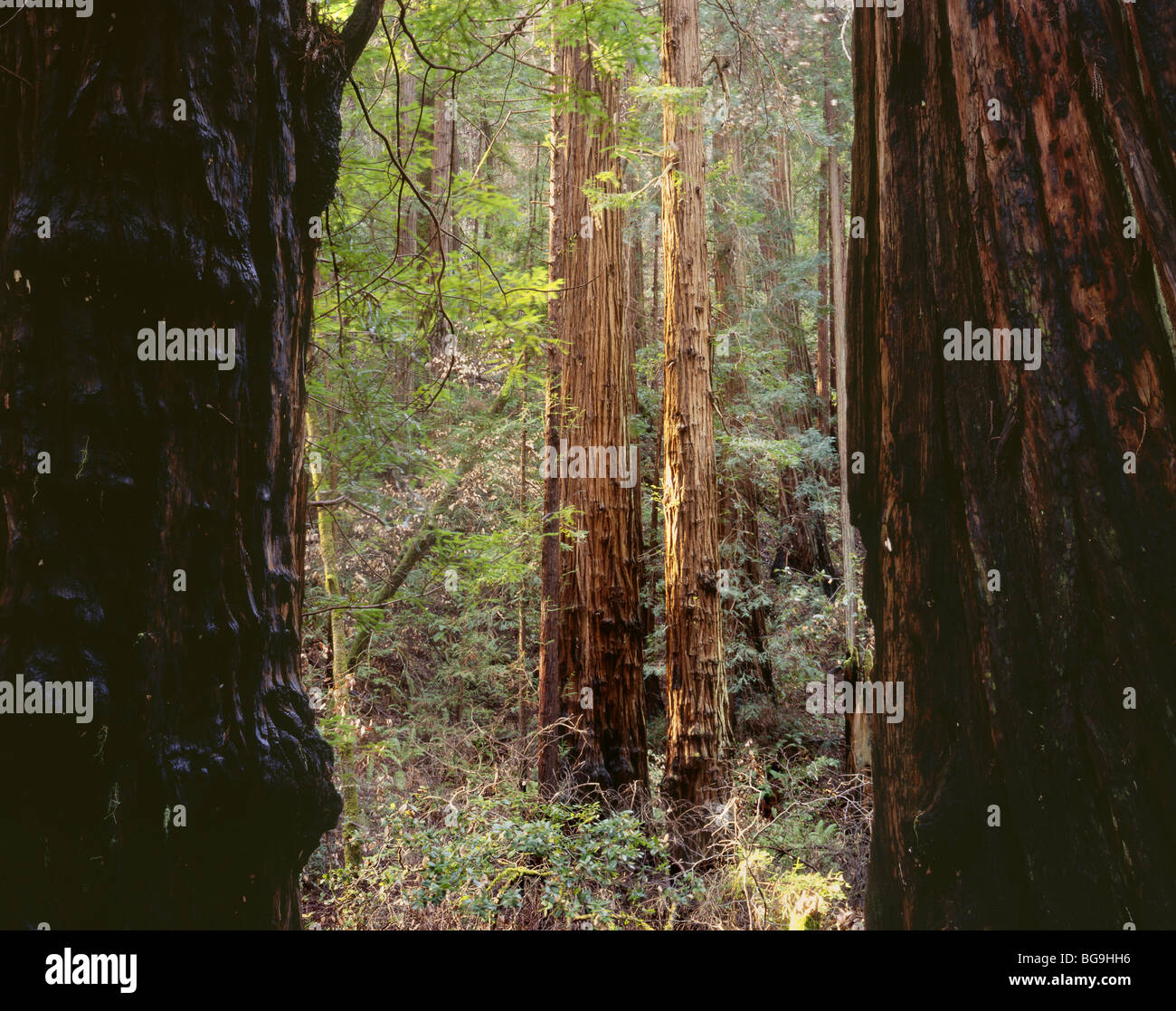 - Secoyas de California en el Monumento Nacional Muir Woods. Foto de stock