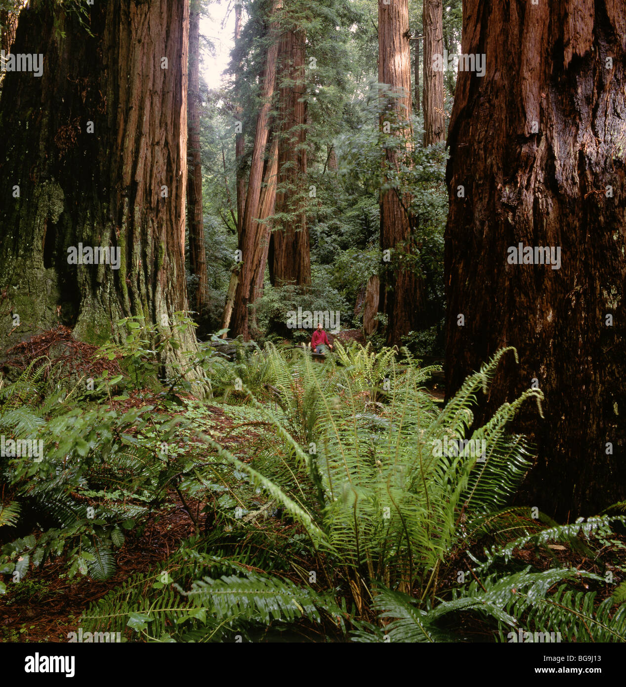 - Secoyas de California en el Monumento Nacional Muir Woods. Foto de stock