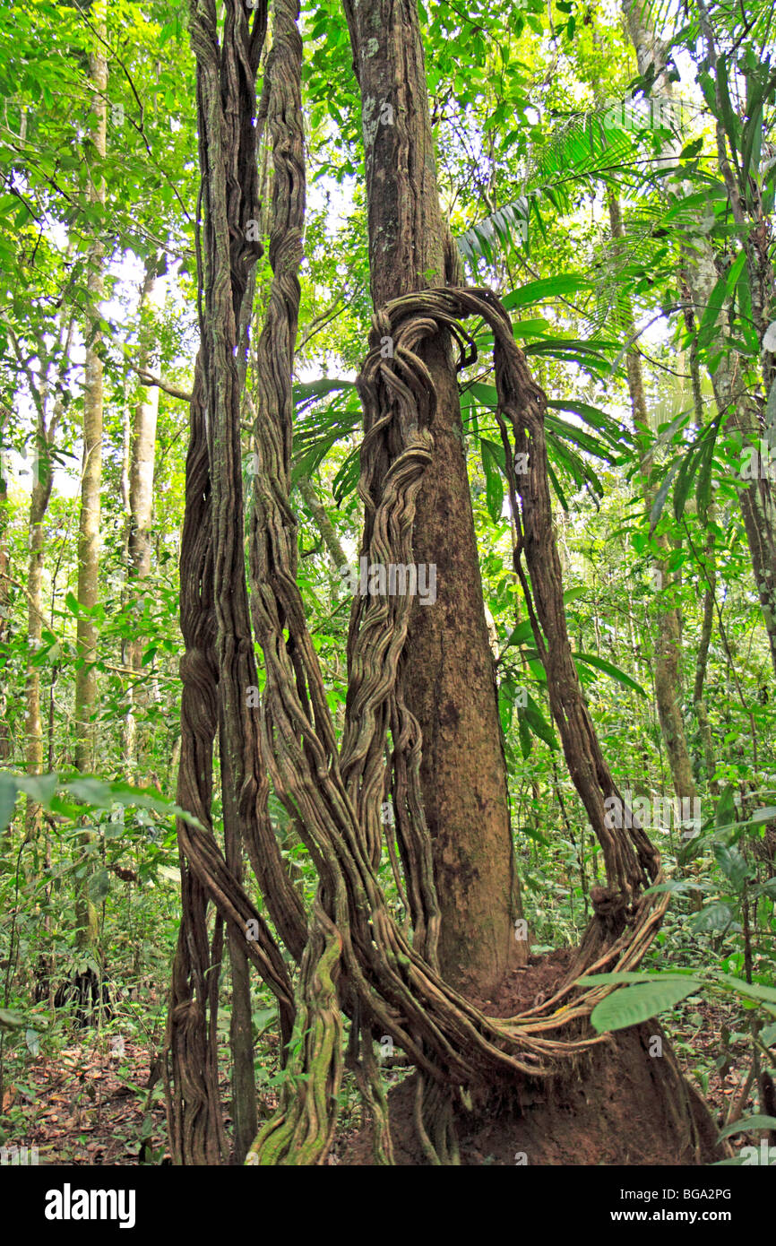 Planta trepadora sobre un árbol, la Reserva Nacional Tambopata, Amazonas, Perú, América del Sur Foto de stock