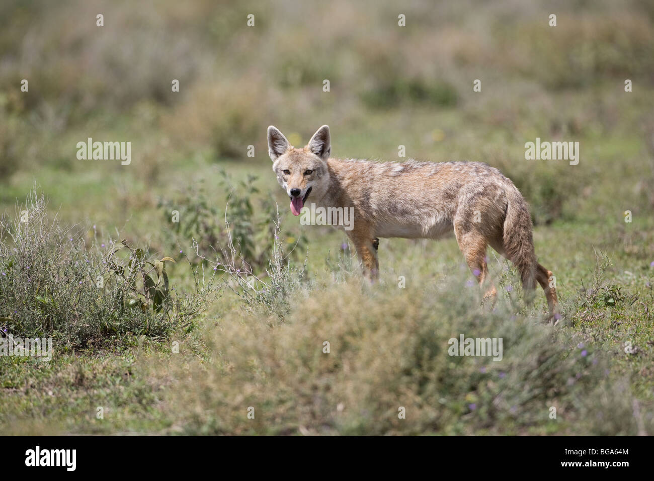 El Chacal común (Canis aureus) mirando la cámara y jadeando sobre las  llanuras africanas Fotografía de stock - Alamy