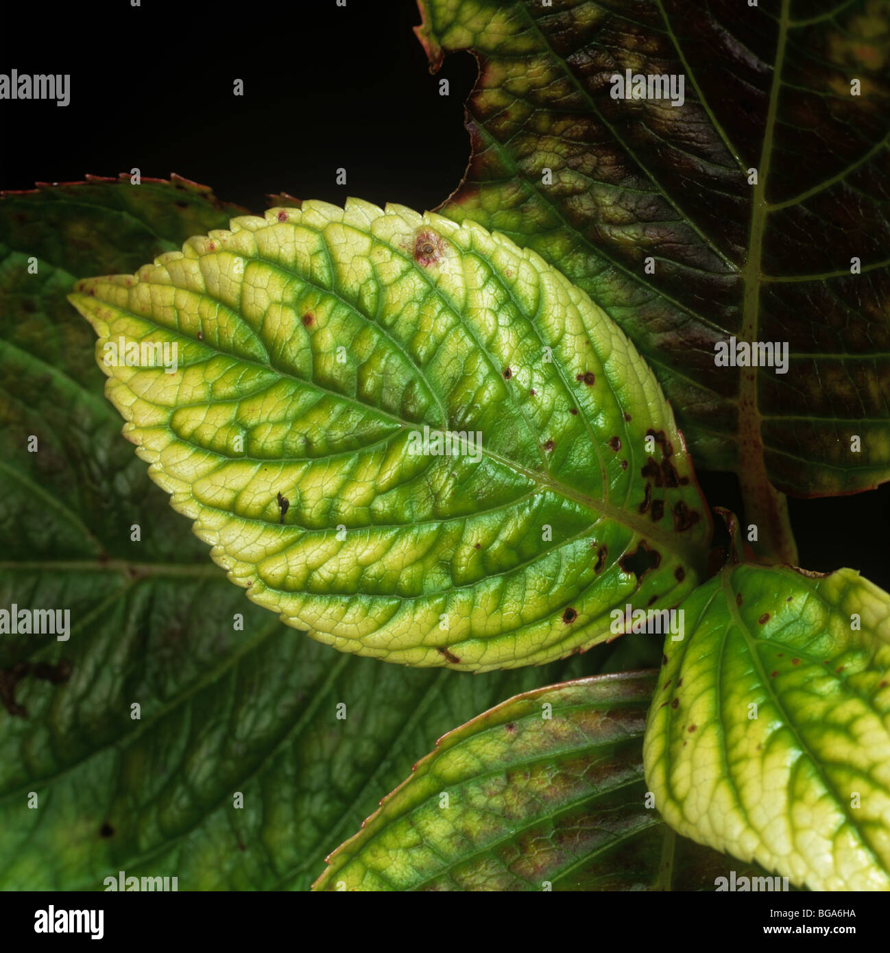 Interveinal clorosis foliar causado por la cal inducida por deficiencia de  hierro (Fe) en Hortensia Fotografía de stock - Alamy