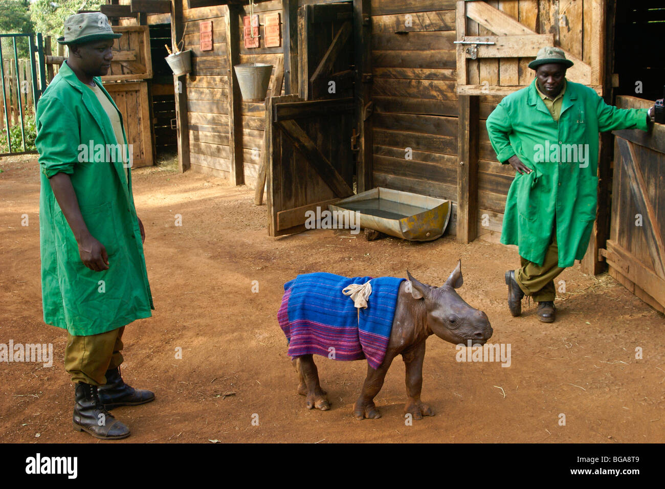 Los rinocerontes negros huérfanos ternera con cuidadores, Nairobi, Kenia Foto de stock