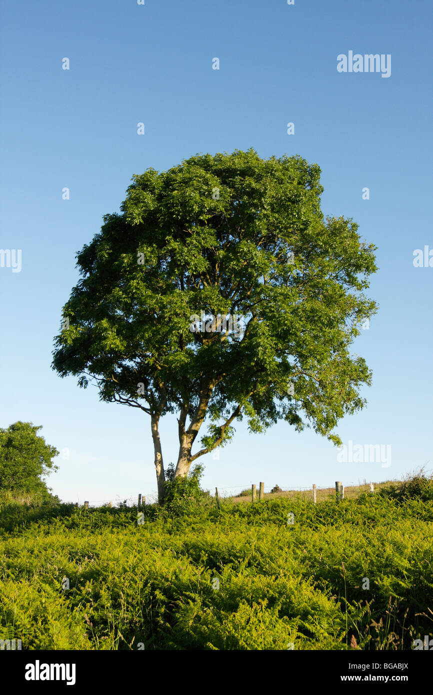 Árbol de ceniza, Fraxinus excelsior, en un seto en verano, Reino Unido. Foto de stock