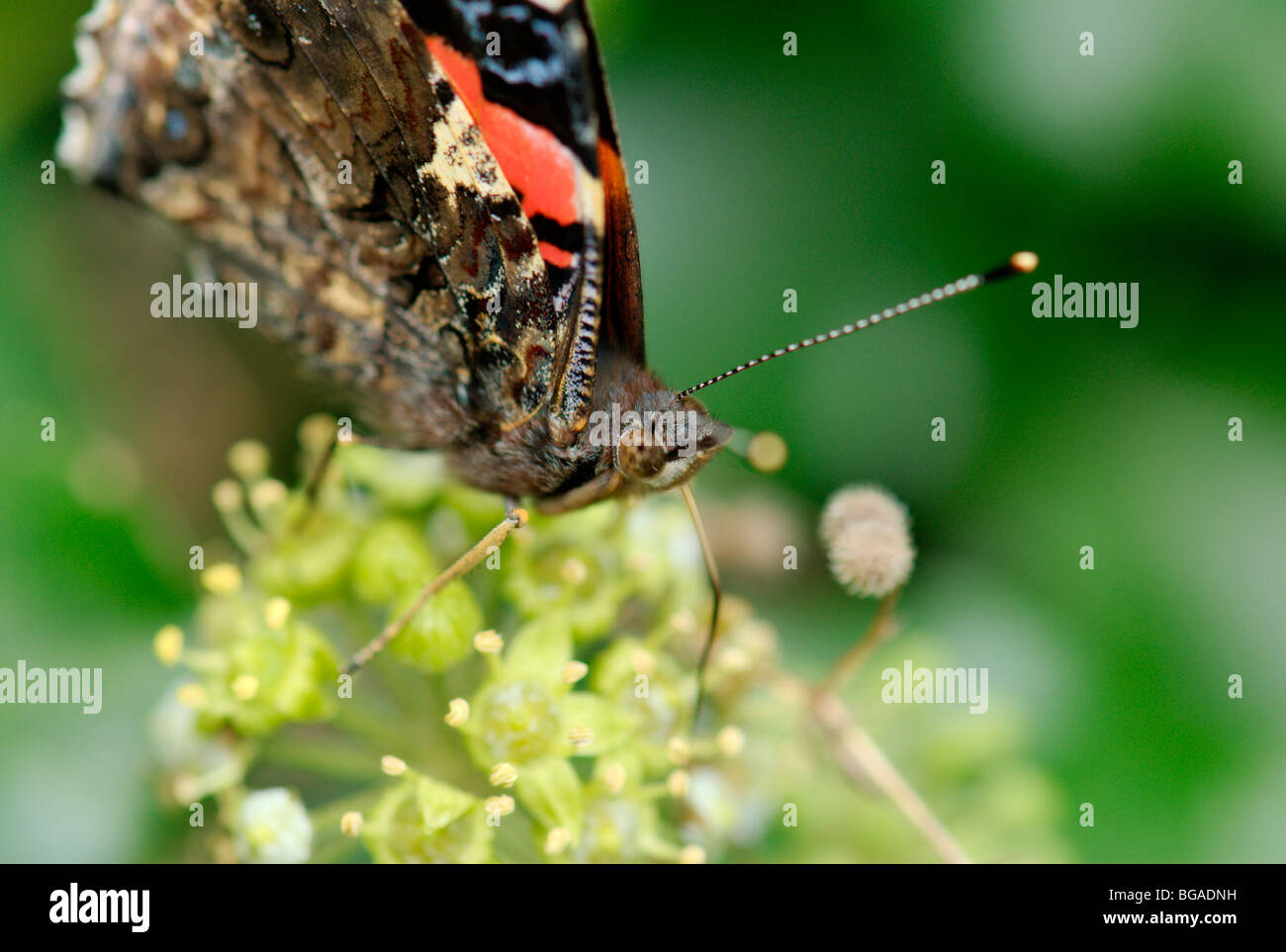 Almirante rojo butterfly (Vanessa Atlanlanta). Cerca de la cabeza. Foto de stock