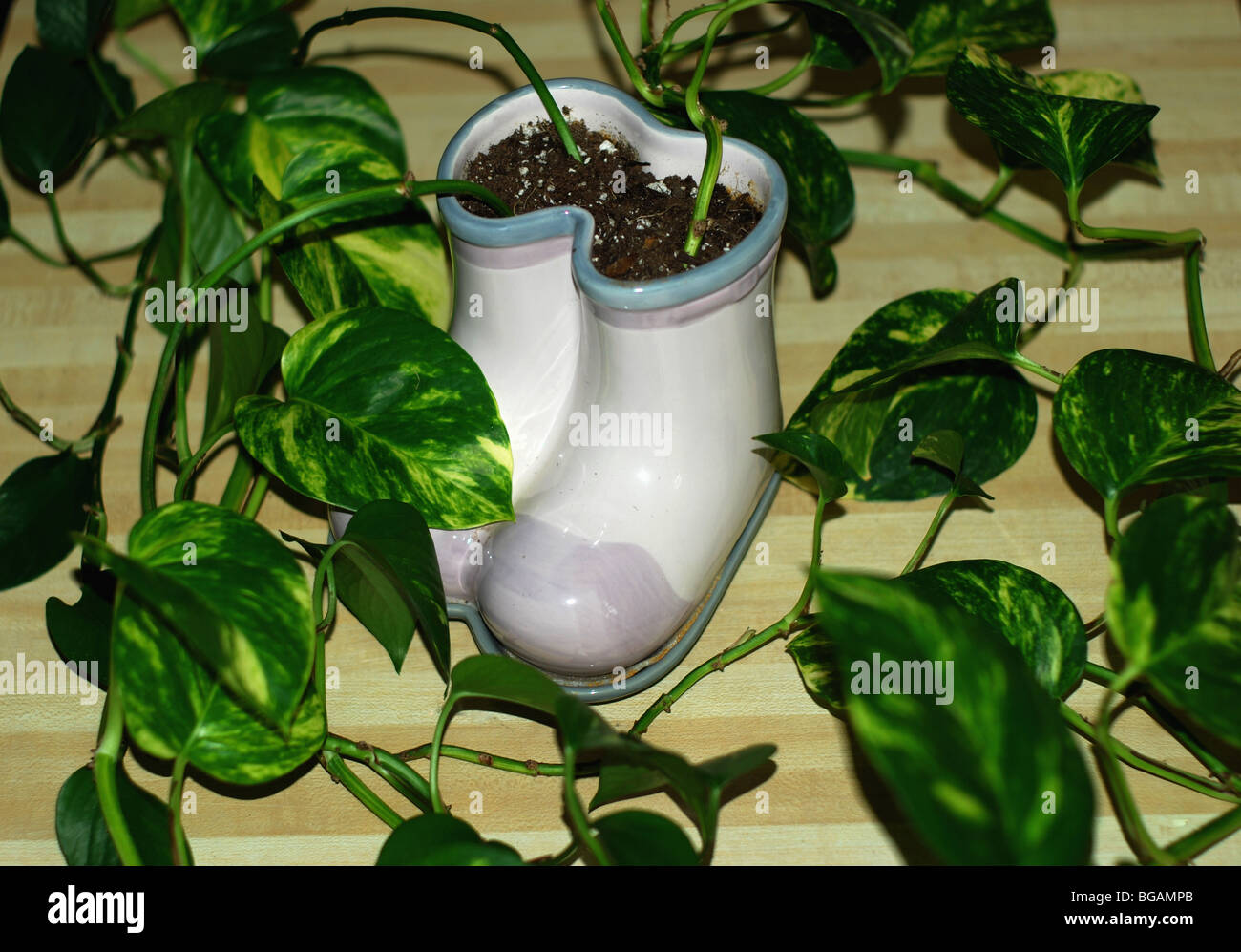 Potus planta de casa en cerámica jarrón de novedad Fotografía de stock -  Alamy