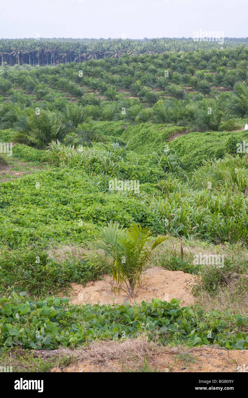 La palma de aceite recién plantados en primer plano con 3 años de viejos árboles en medio terreno y árboles maduros en segundo plano. Foto de stock