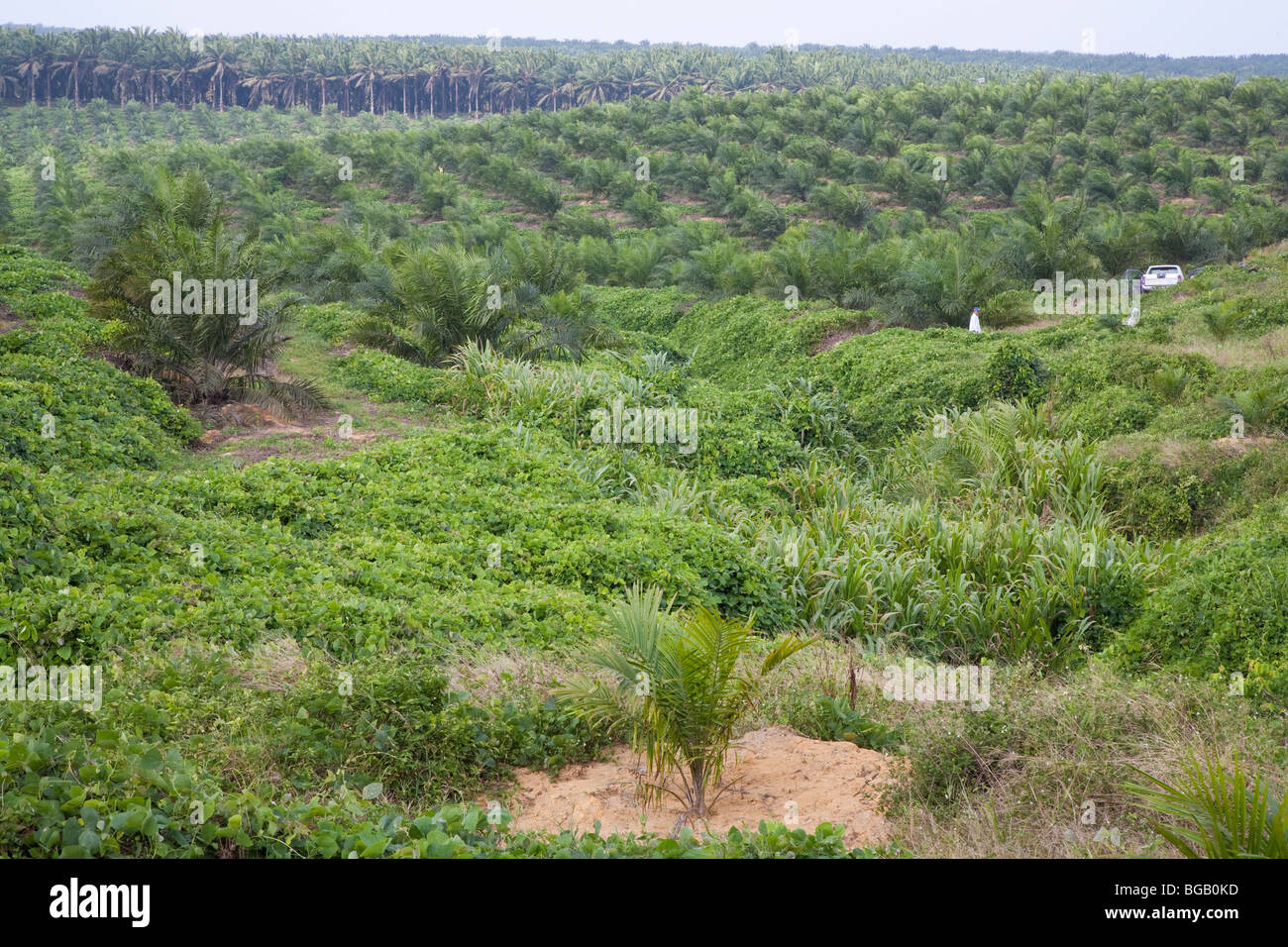 La palma de aceite recién plantados en primer plano con 3 años de viejos árboles en medio terreno y árboles maduros en segundo plano. Foto de stock