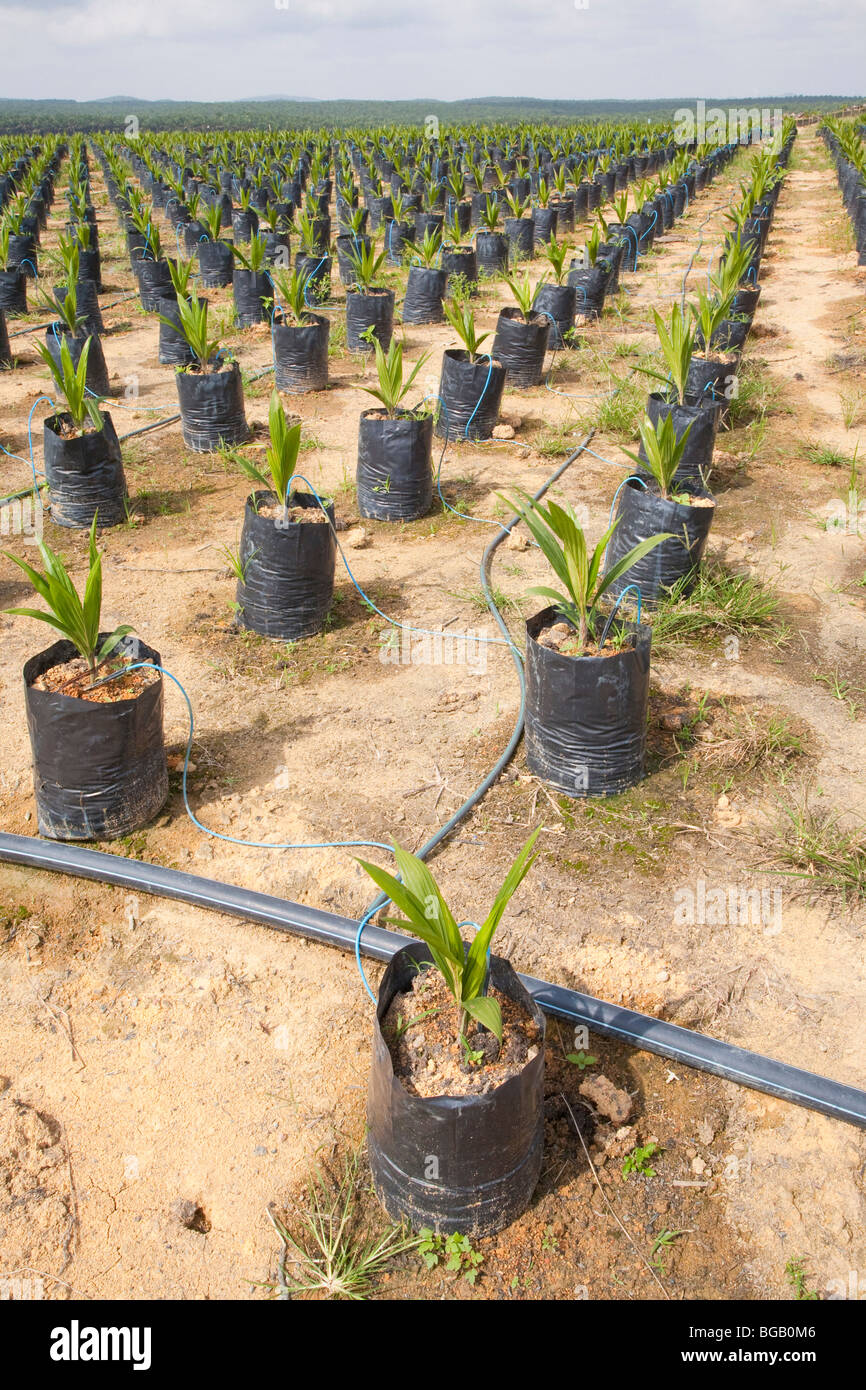 En el sitio de viveros de árboles de palma de aceite utiliza el riego por  goteo para regar las plantas en macetas. La Sindora Plantación de aceite de  palma Fotografía de stock 