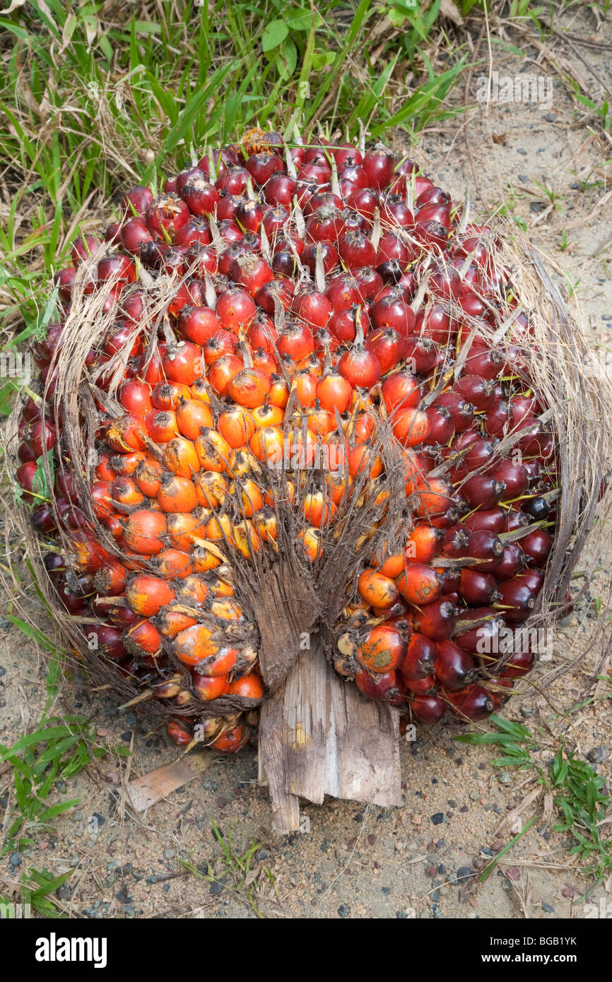 Un primer plano de un racimo de fruta fresca (FFB) de palma de aceite recién cortado de un árbol. La Sindora Plantación de aceite de palma. Foto de stock
