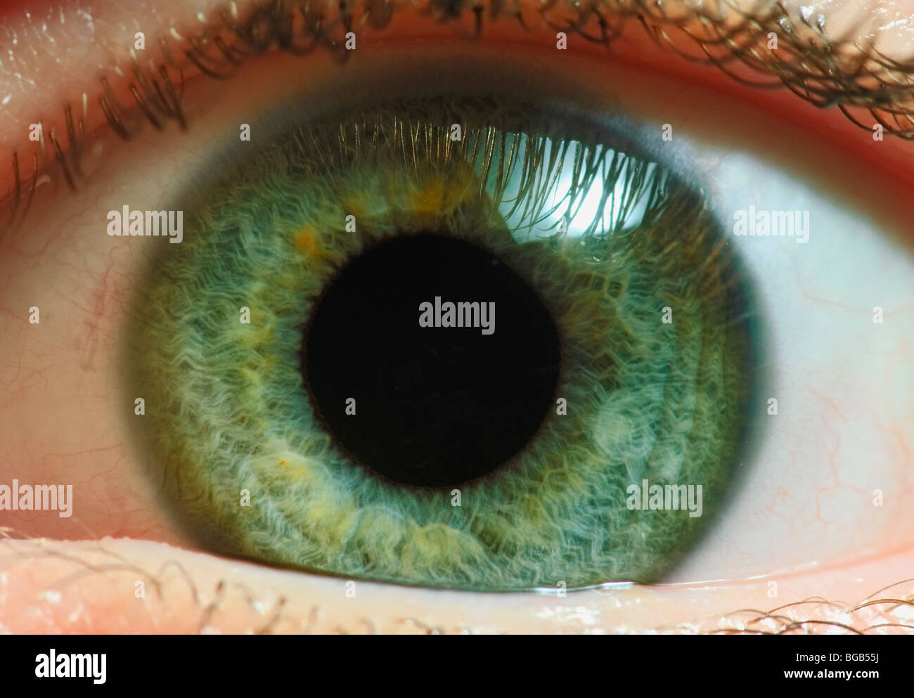 Close-up de color verde en el iris del ojo humano Fotografía de stock -  Alamy