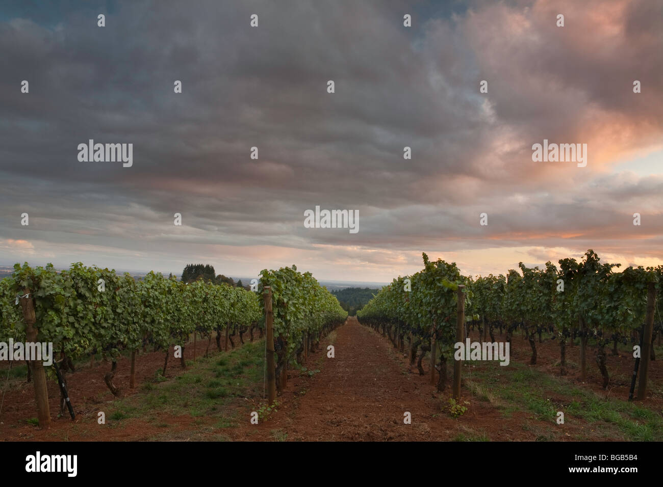 Torii Mor Winery, caída, viñas, viñedos, uvas pinot noir, vino, bodega, Oregon, Yamhill Valley Foto de stock
