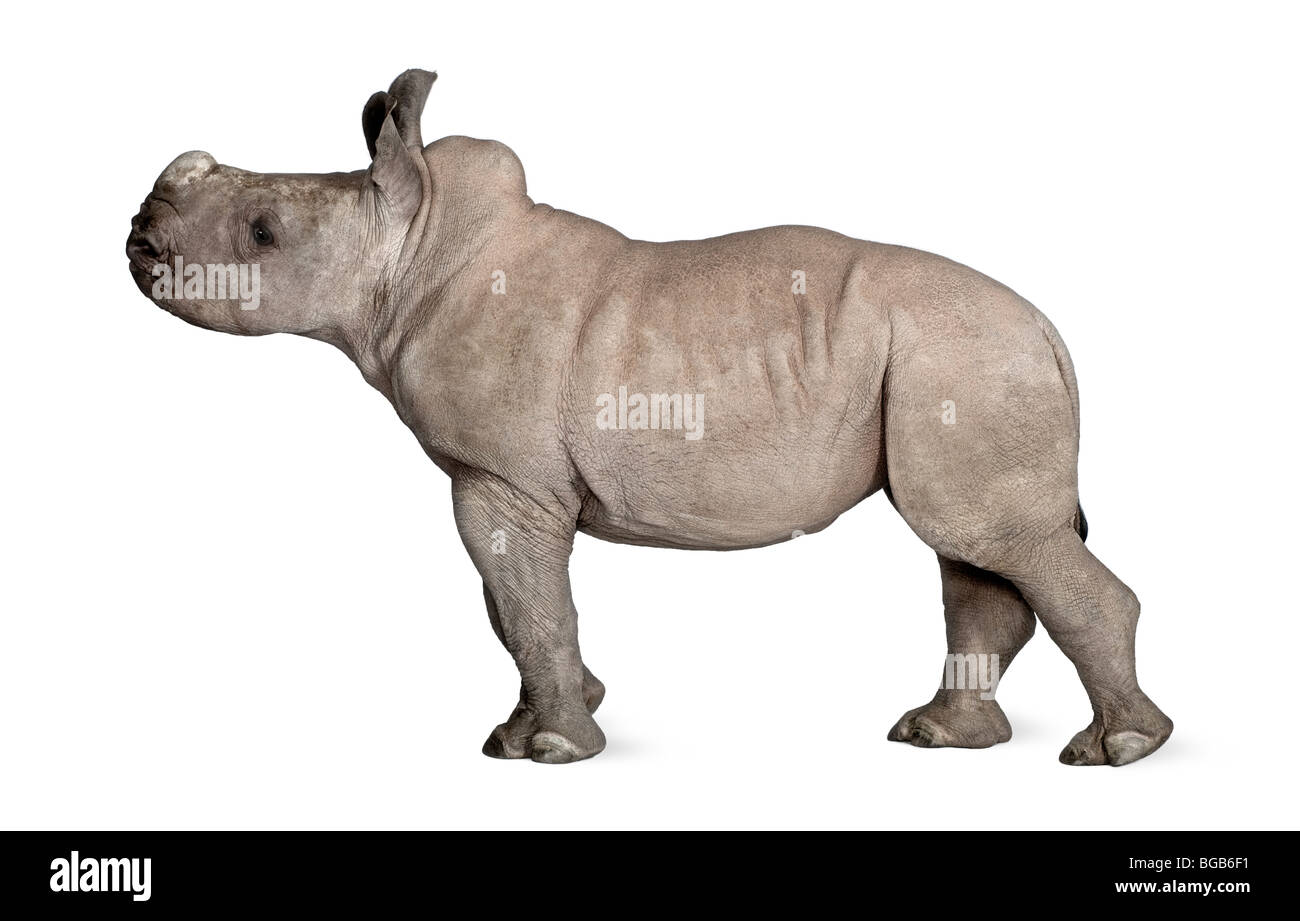 Rinoceronte blanco joven o labios cuadrados, rinoceronte Ceratotherium simum, 2 meses, delante de un fondo blanco. Foto de stock