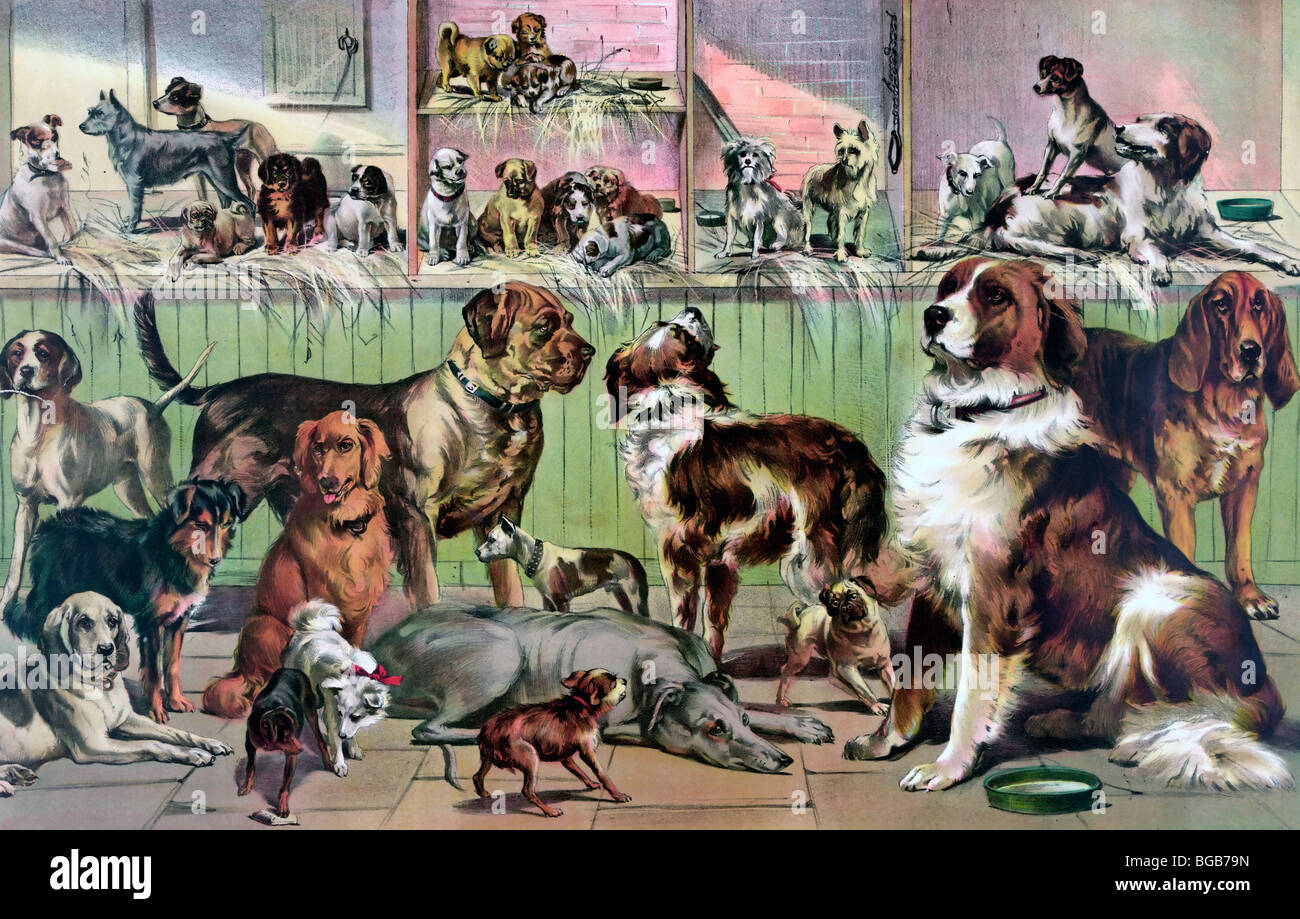 Casa de campo y la perrera, perros, una colección de diversos perros en los  1890s Fotografía de stock - Alamy