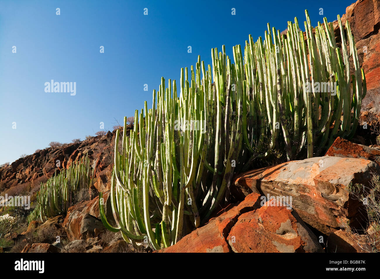 Las plantas de cactus, de la isla de Tenerife, Islas Canarias Foto de stock