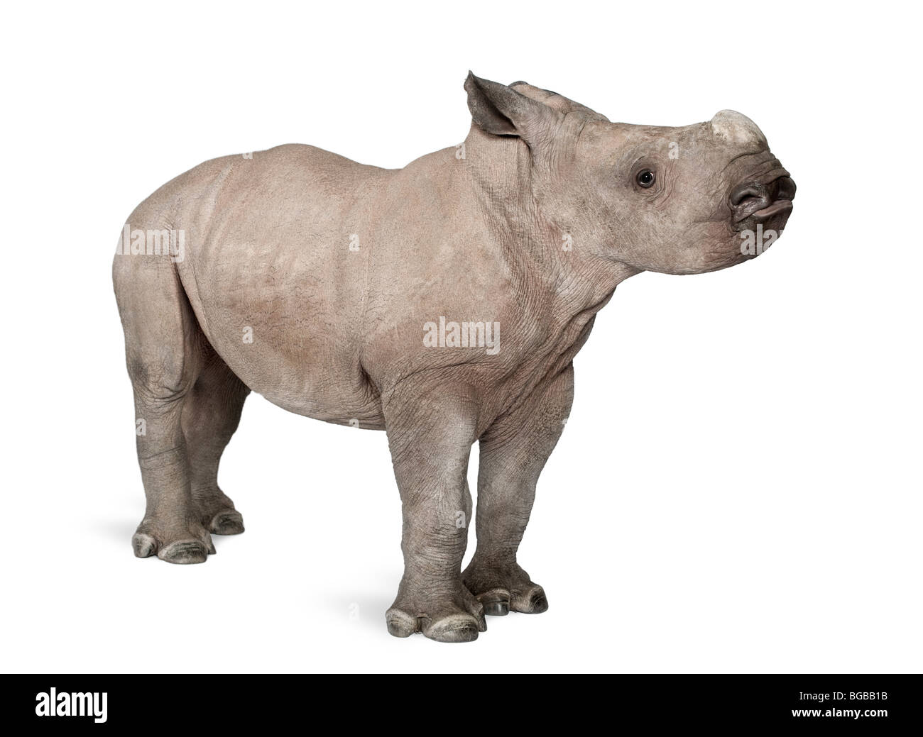 Rinoceronte blanco joven o labios cuadrados, rinoceronte Ceratotherium simum, 2 meses, delante de un fondo blanco. Foto de stock
