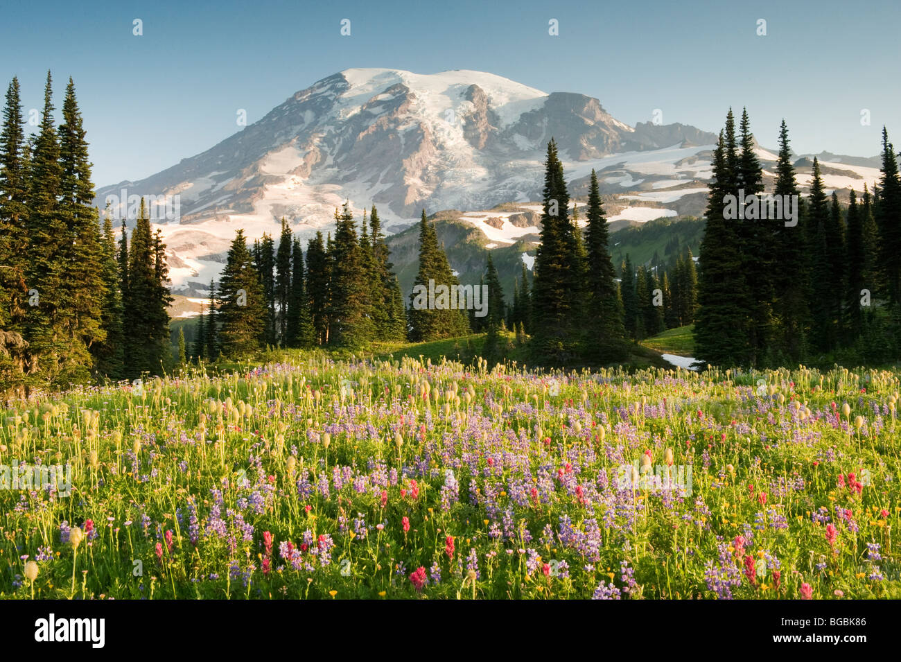 Flores Silvestres de verano, Mt. Parque Nacional Monte Rainier, Washington Foto de stock