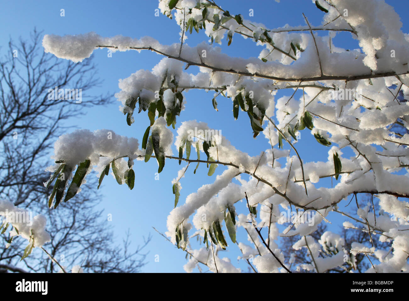 Las ramas cubiertas de nieve y azul cielo invernal, Crystal Palace Park, Londres, Reino Unido. Foto de stock