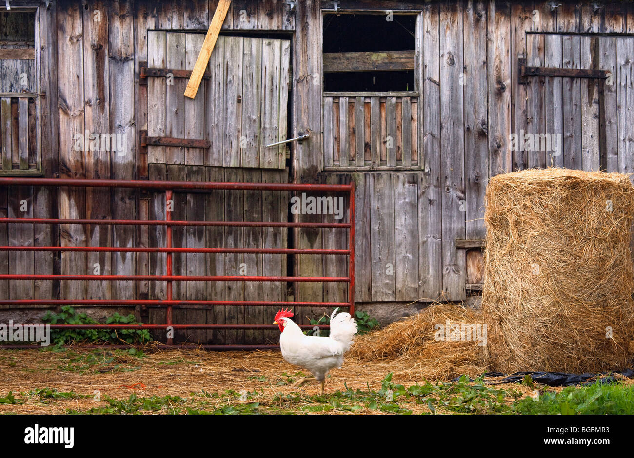 El pollo y el granero Foto de stock