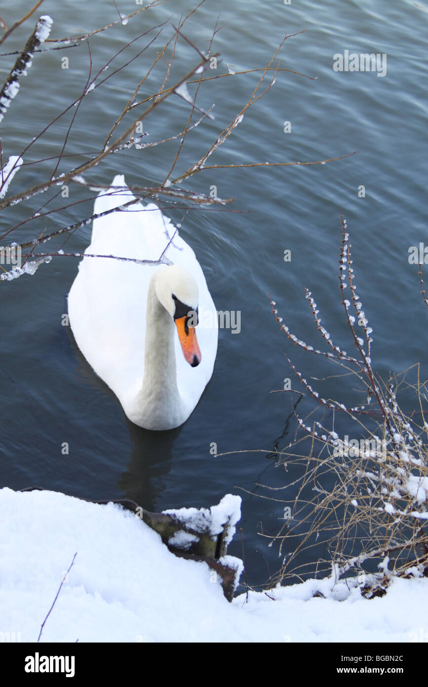 Cisne en el lago helado, Crystal Palace Park, Londres Foto de stock