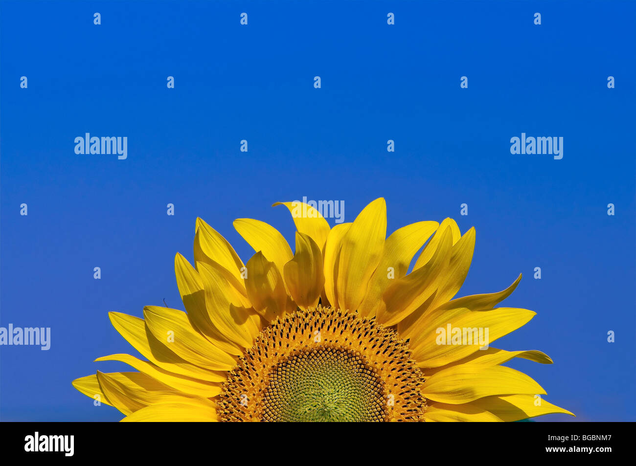Sun Flower y cielo azul Foto de stock