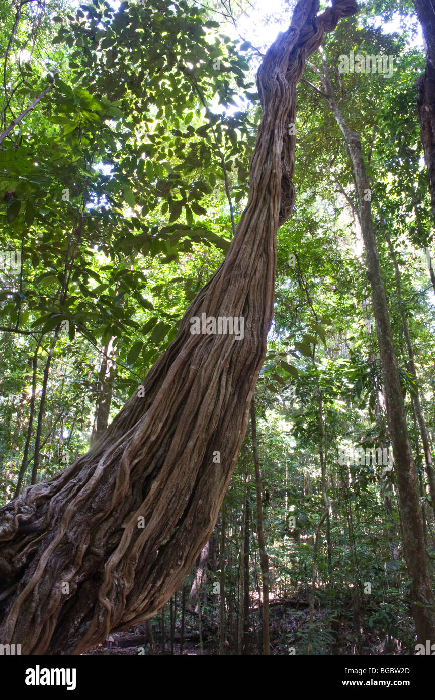 Escalera de mono Vid (Bauhinia glabra) selva de Iwokrama Escudo Guayanés Guyana Sudamérica Octubre Foto de stock