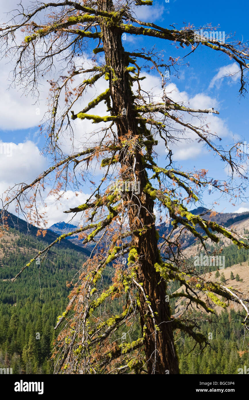 Pino Ponderosa snag con líquenes que crecen sobre sus ramas. Cerca de Sun Mountain Lodge, Washington, EE.UU. Foto de stock
