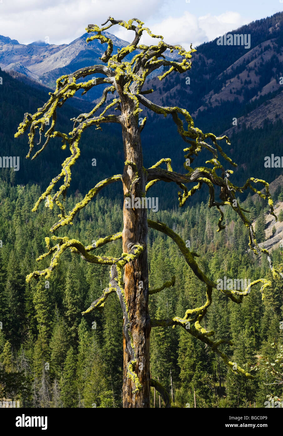 Un viejo snag con líquenes que crecen sobre sus ramas. Cerca de Sun Mountain Lodge, Washington, EE.UU. Foto de stock