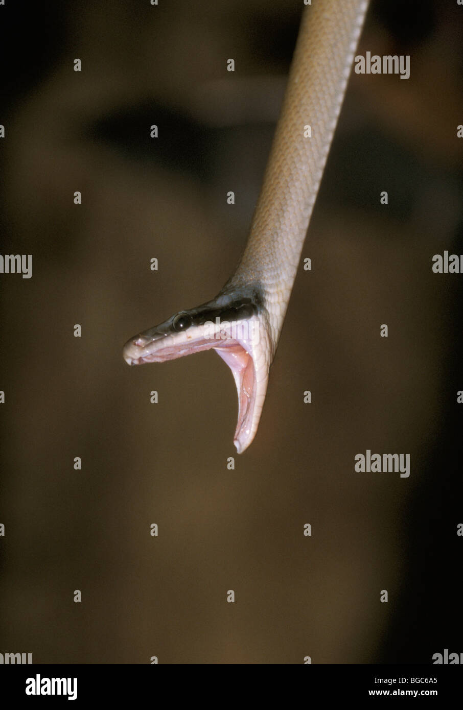 Belleza rat snake (Orthriophis taeniurus), el Parque Nacional de Taman Negara, Malasia, Sudeste de Asia Foto de stock