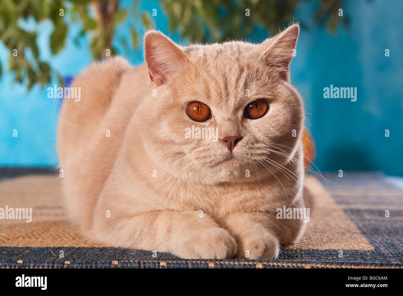 British Shorthair gato tumbado Foto de stock