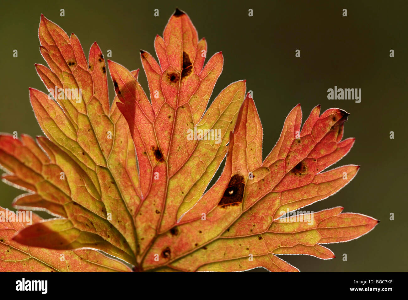 Hojas de pradera (cranesbill Geranium pratense), detalle en colores del otoño, con iluminación trasera Foto de stock