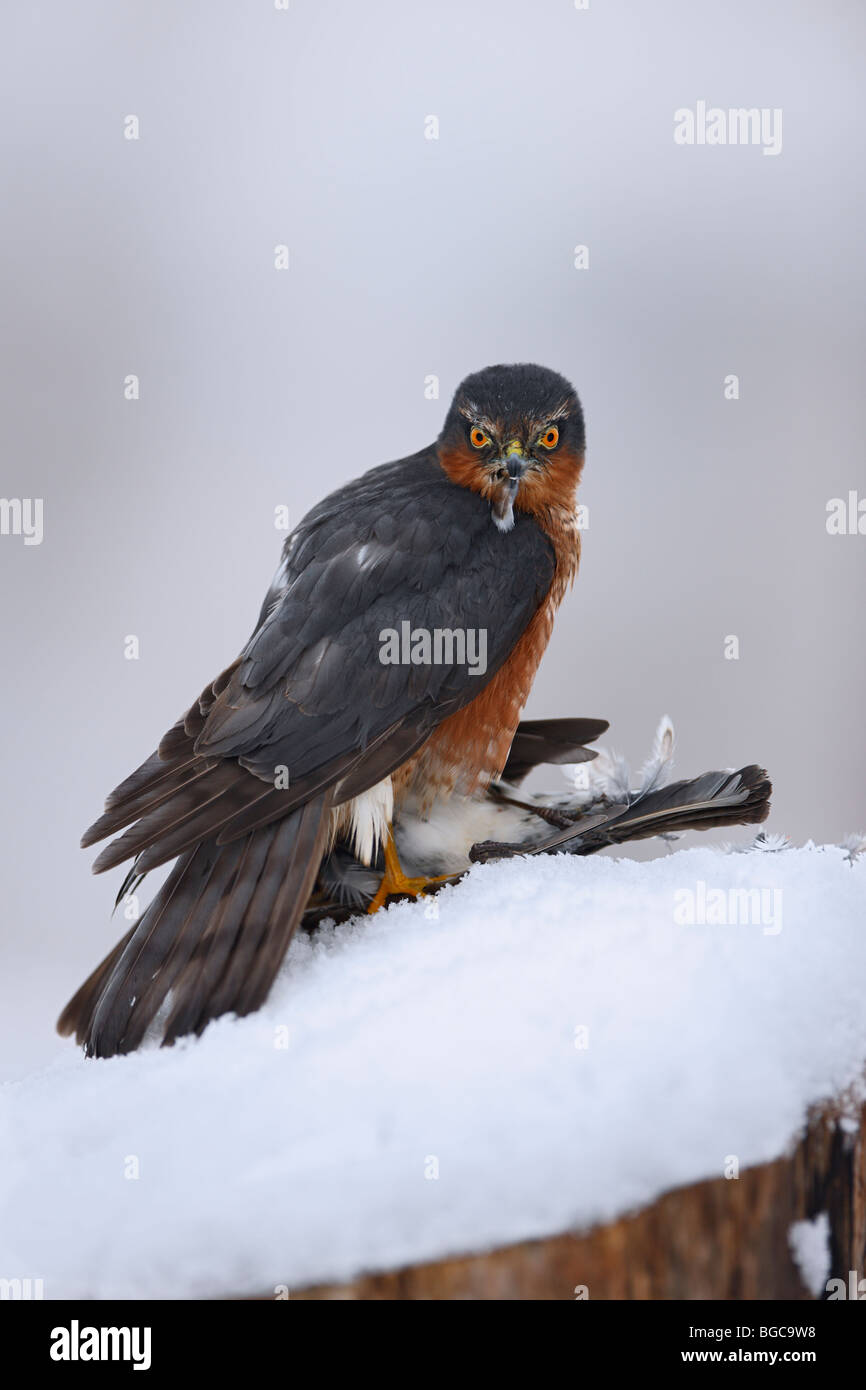 Gavilán Accipiter nisus en matar en la nieve Foto de stock