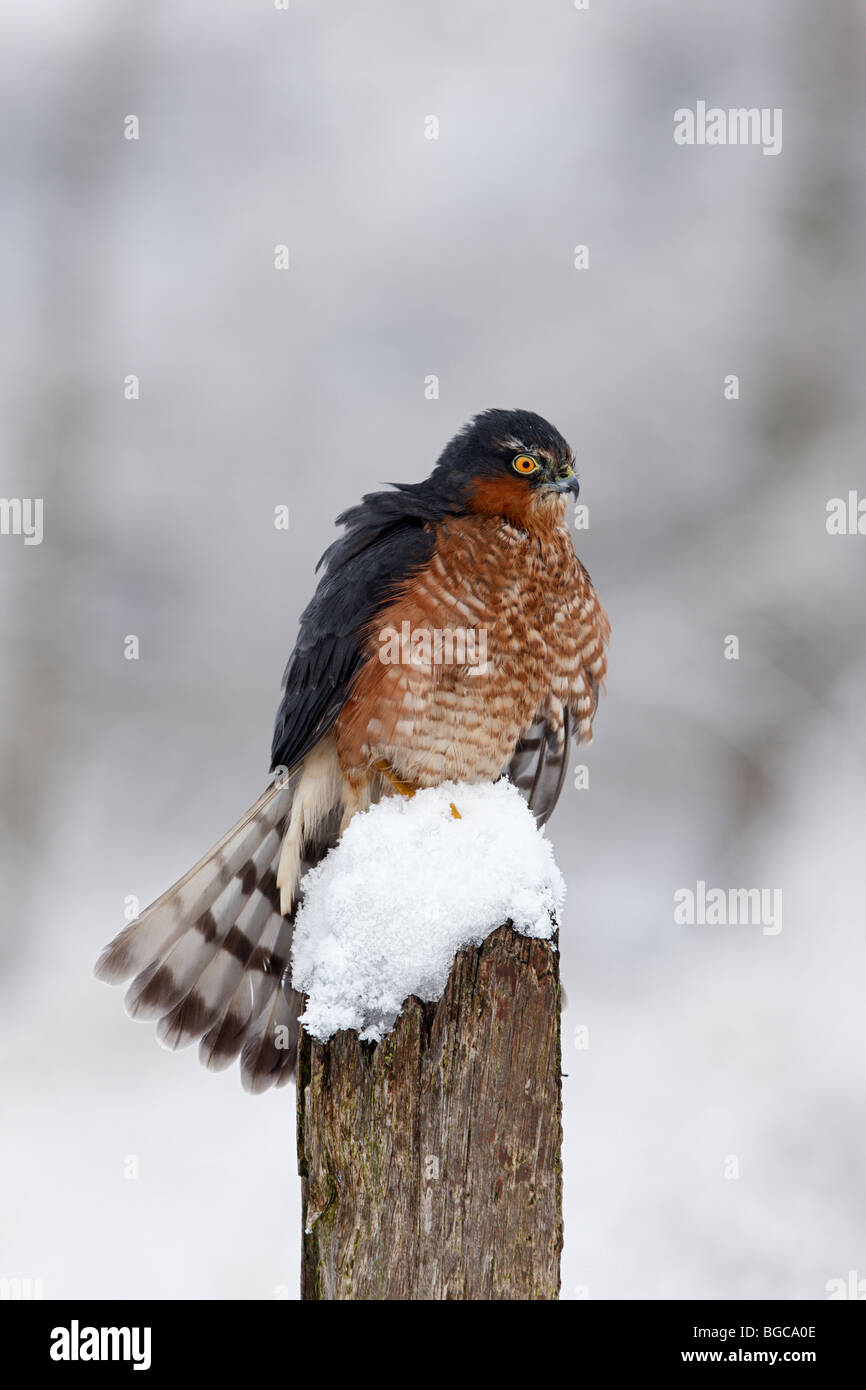 Gavilán Accipiter nisus puesto cubierto de nieve Foto de stock
