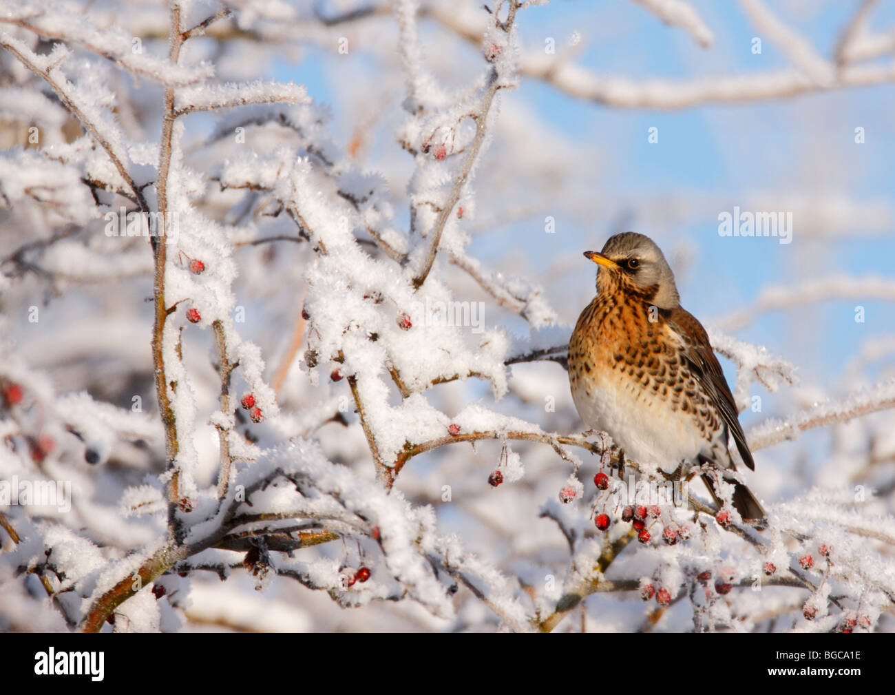 Fieldfare Turdus pilaris en Seto cubierto de nieve Foto de stock