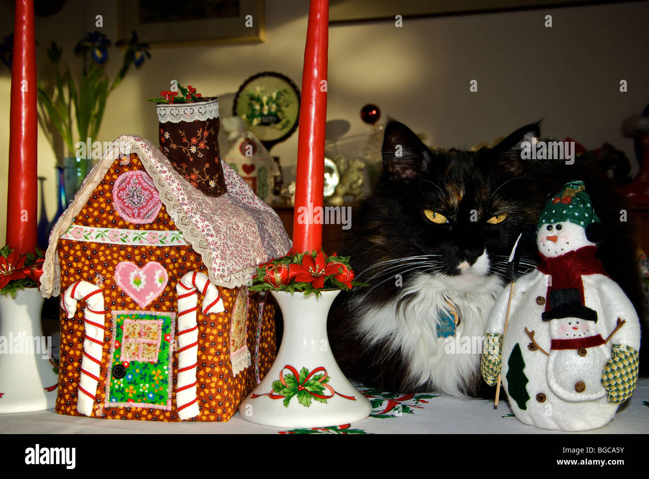 Los cabellos largos Norwegian Forest cat situadas entre las decoraciones de Navidad Foto de stock