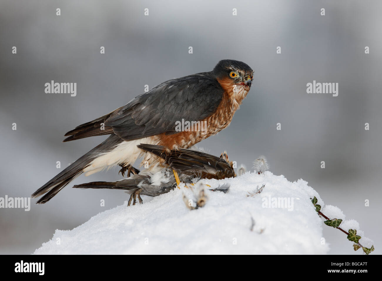 Gavilán Accipiter nisus en matar en la nieve Foto de stock