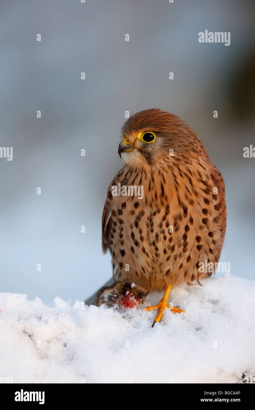 Cernícalo vulgar Falco tinnunculus encaramado registro cubierto de nieve Foto de stock