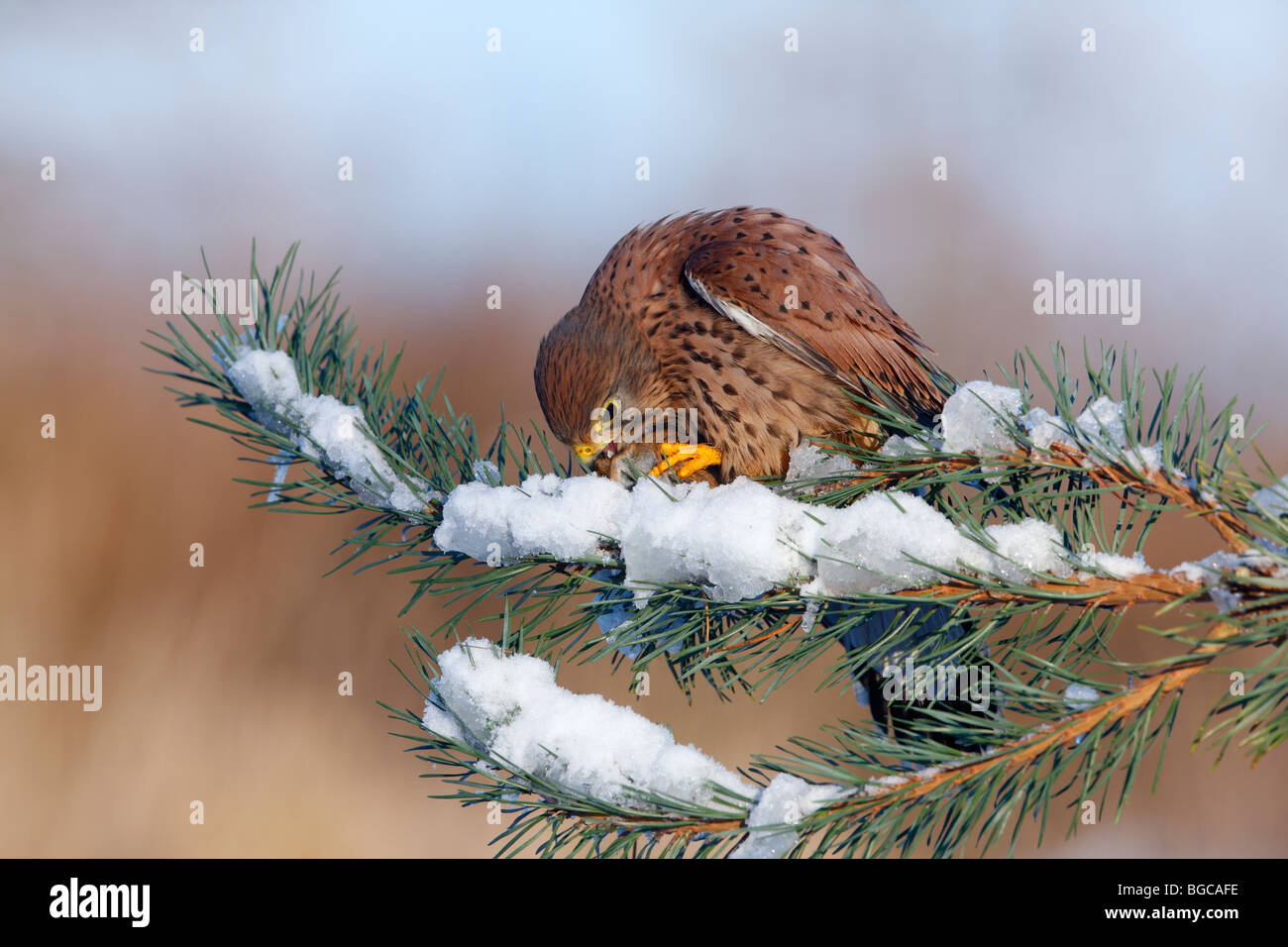 Cernícalo vulgar Falco tinnunculus encaramado nieve matar pino Foto de stock