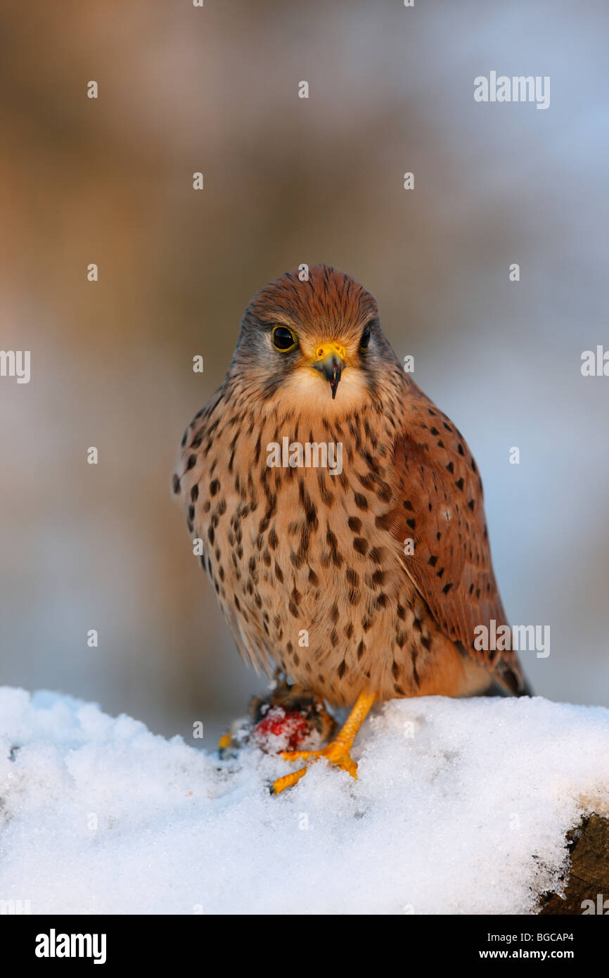 Cernícalo vulgar Falco tinnunculus encaramado cubierto de nieve con kill log Foto de stock
