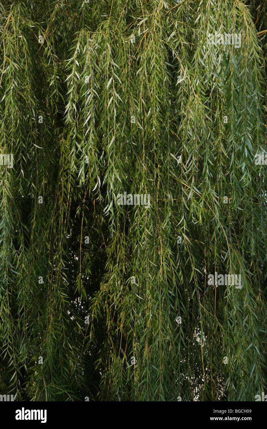 árbol de sauce fotografías e imágenes de alta resolución Alamy
