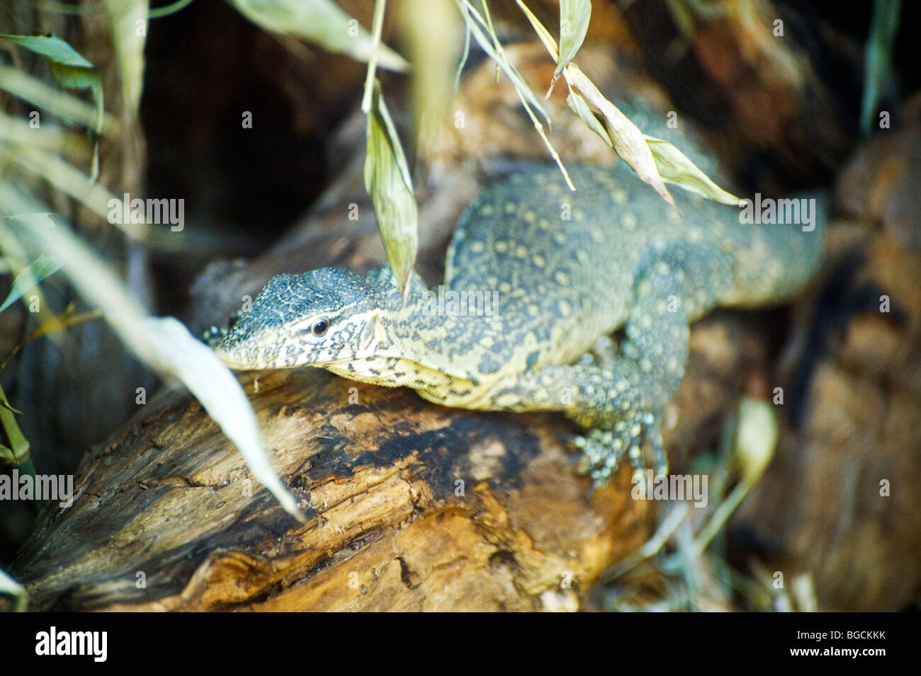 El lagarto monitor del Nilo (Varanus niloticus) Foto de stock