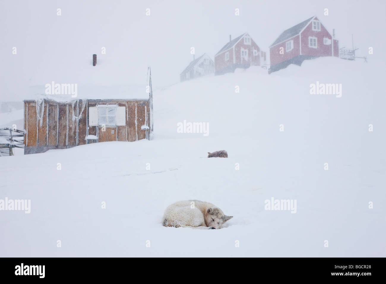 Husky en la nieve fuera de las casas, Tasiilaq, Groenlandia Foto de stock