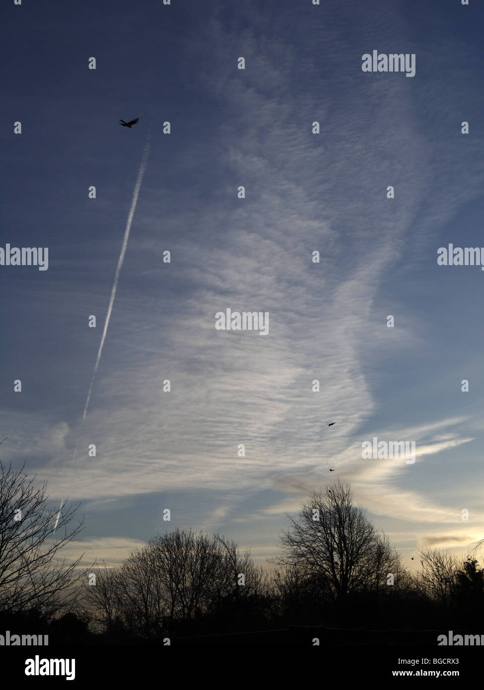 Los pájaros, las estelas de condensación y nubes cirrus en Swindon street Foto de stock