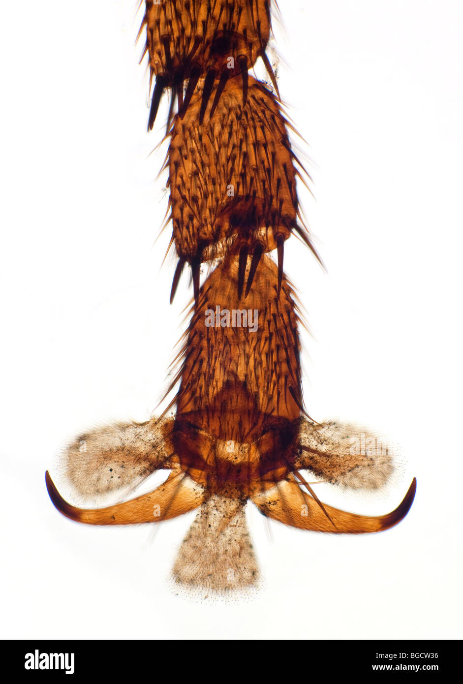 Detalle de pie brightfield microfotografía de un Snipe Fly, mosca Downlooker Foto de stock