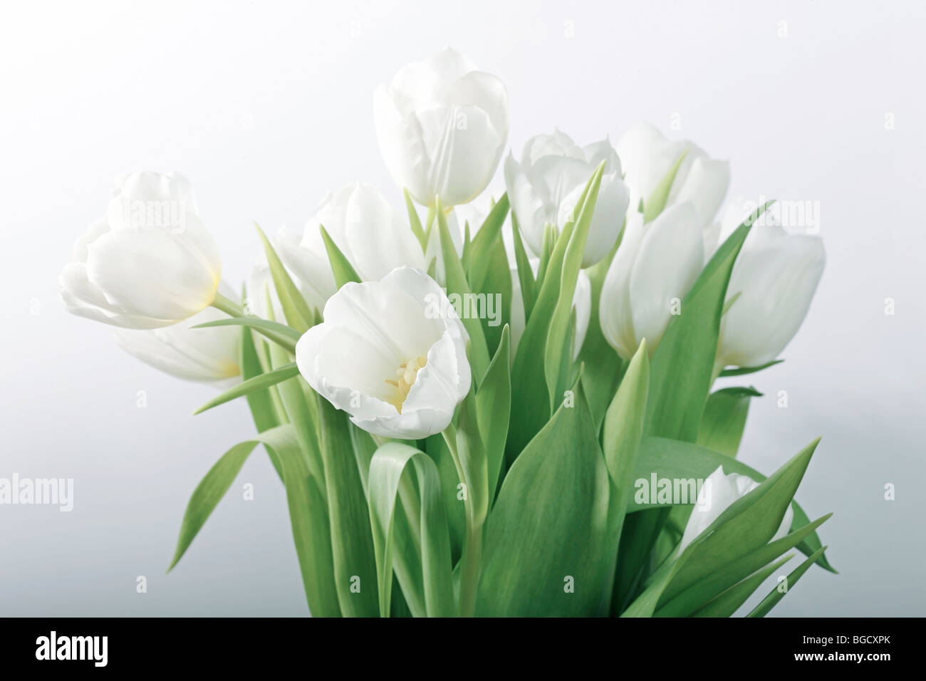 Bodegón con Tulipanes blancos - el enfoque selectivo, foco principal en flor en la parte delantera Foto de stock