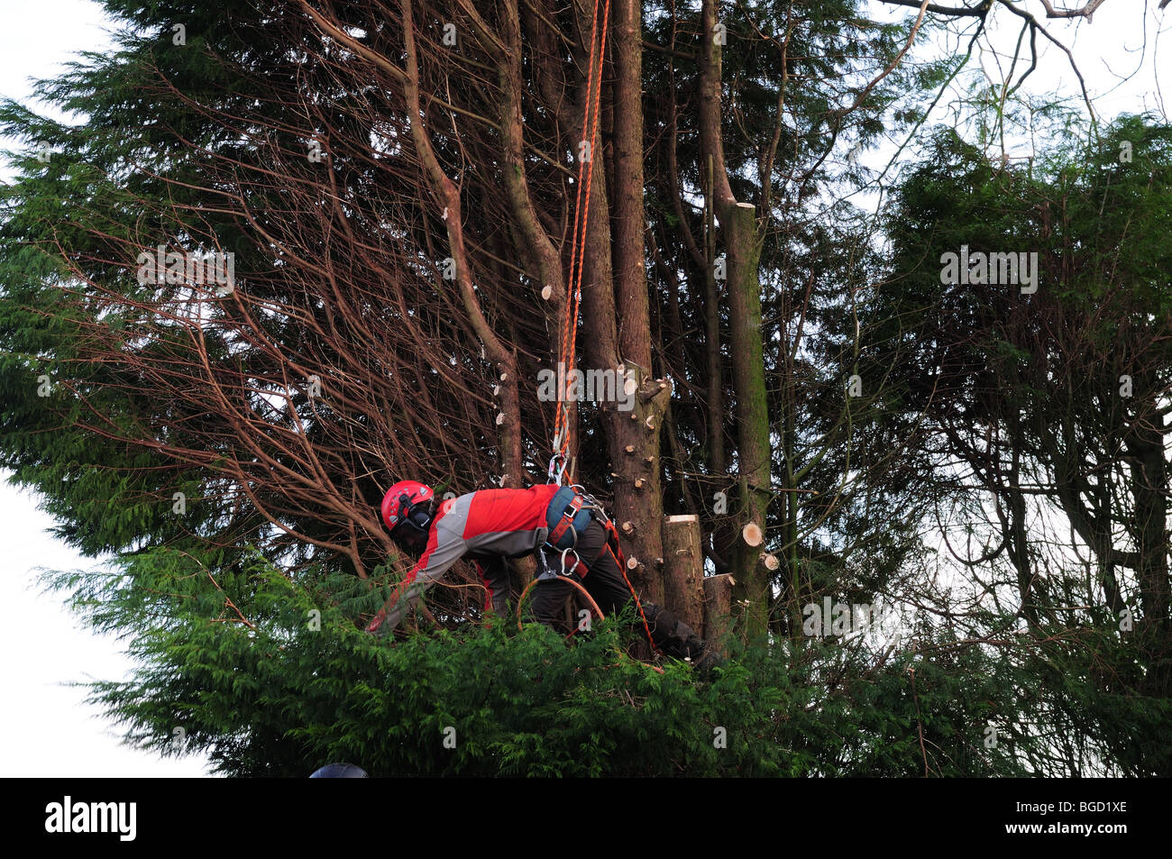 Tree Surgeon vistiendo ropa protectora y con arnés de seguridad cortando un gran árbol leylandii Carmarthenshire Gales Foto de stock