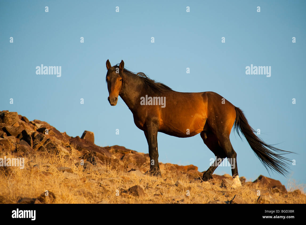 Wild Horse Stallion Equus ferus caballus Nevada Foto de stock