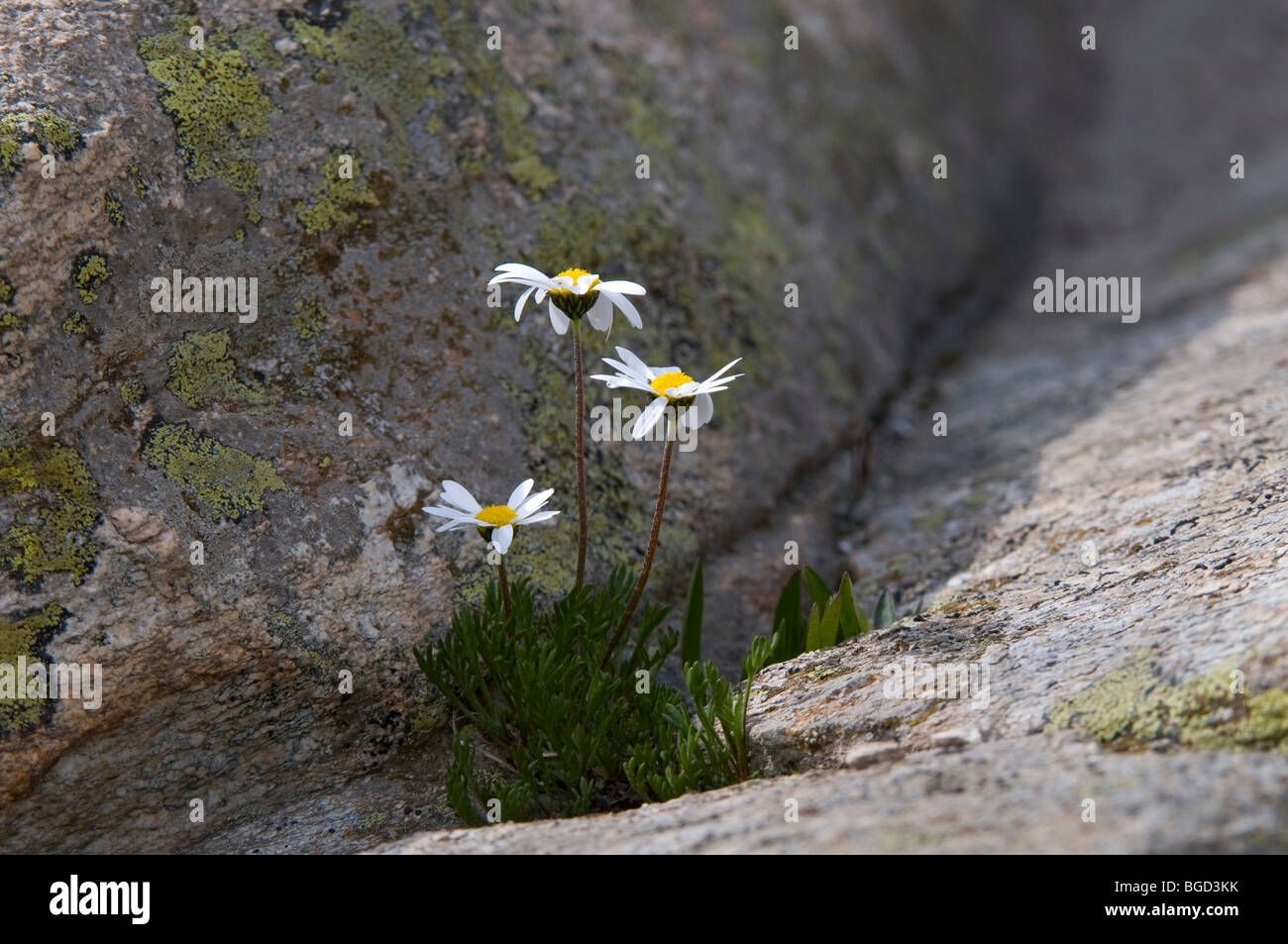 Margherita alpina (Leucanthemopsis alpina), el Parque Nacional del Gran Paradiso, el Valle d'Aosta, Italia, Europa Foto de stock