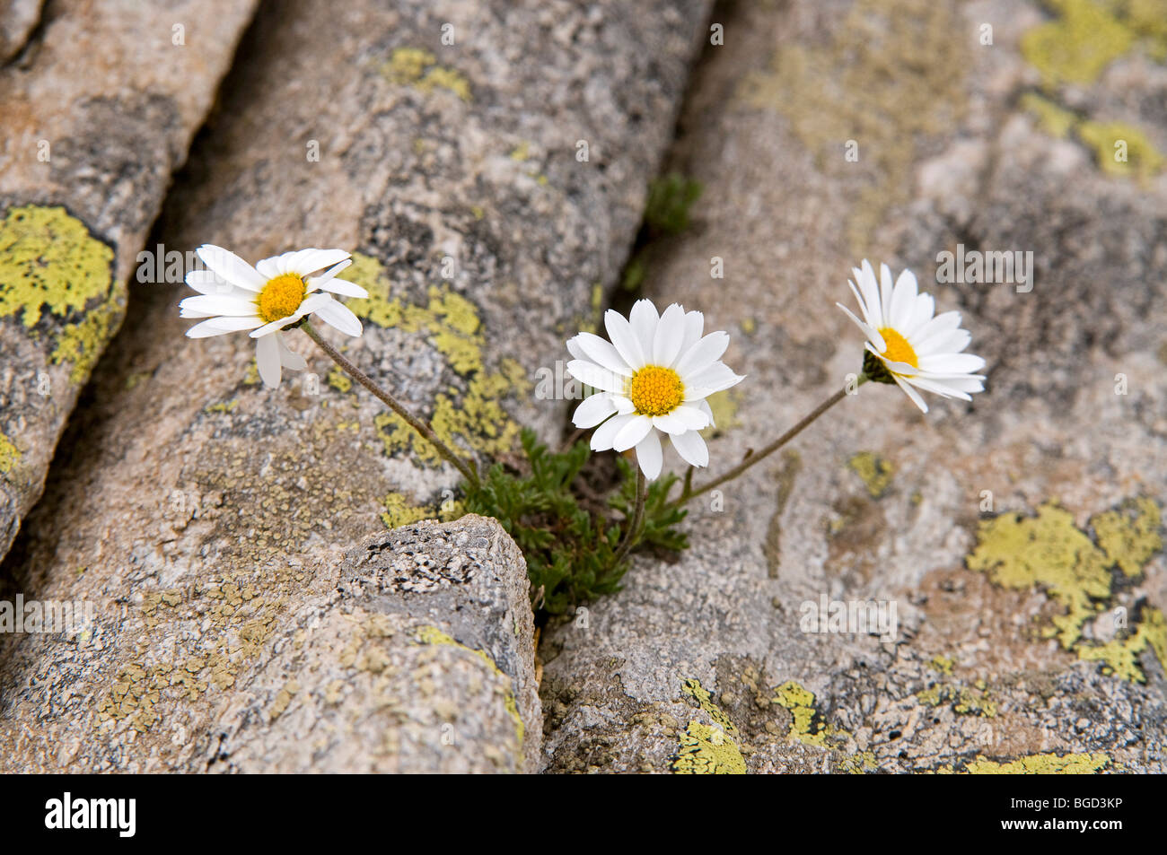 Margherita alpina (Leucanthemopsis alpina), el Parque Nacional del Gran Paradiso, el Valle d'Aosta, Italia, Europa Foto de stock