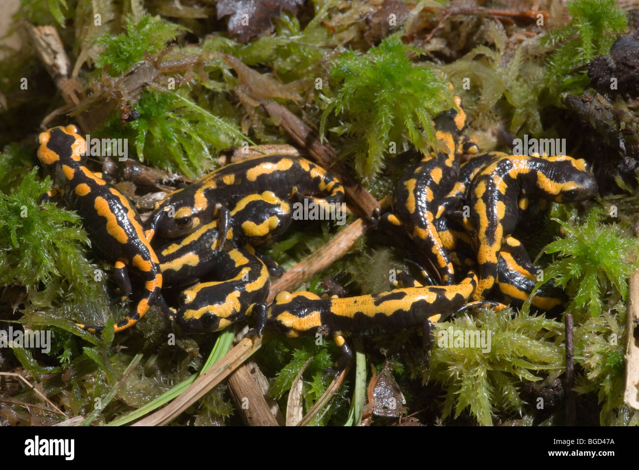 Unión Fire Salamandras (Salamandra salamandra). Las salamandras, los jóvenes sólo se metamorfosean, ahora en la tierra vivir una vida terrestre. Foto de stock