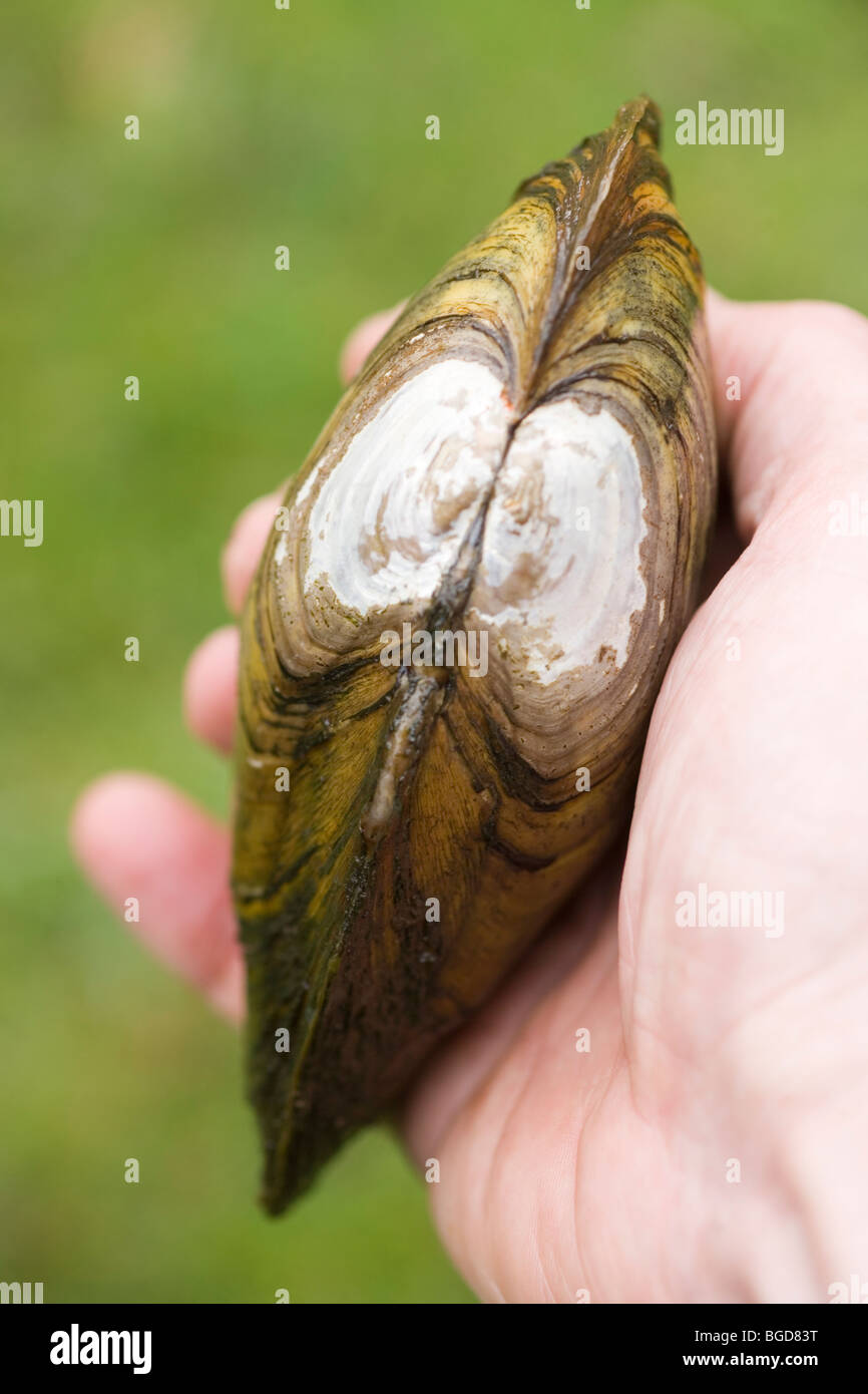 Mejillón (Anodonta cygnea Swan). Mostrando bisagra de moluscos, celebrada en una mano. Foto de stock